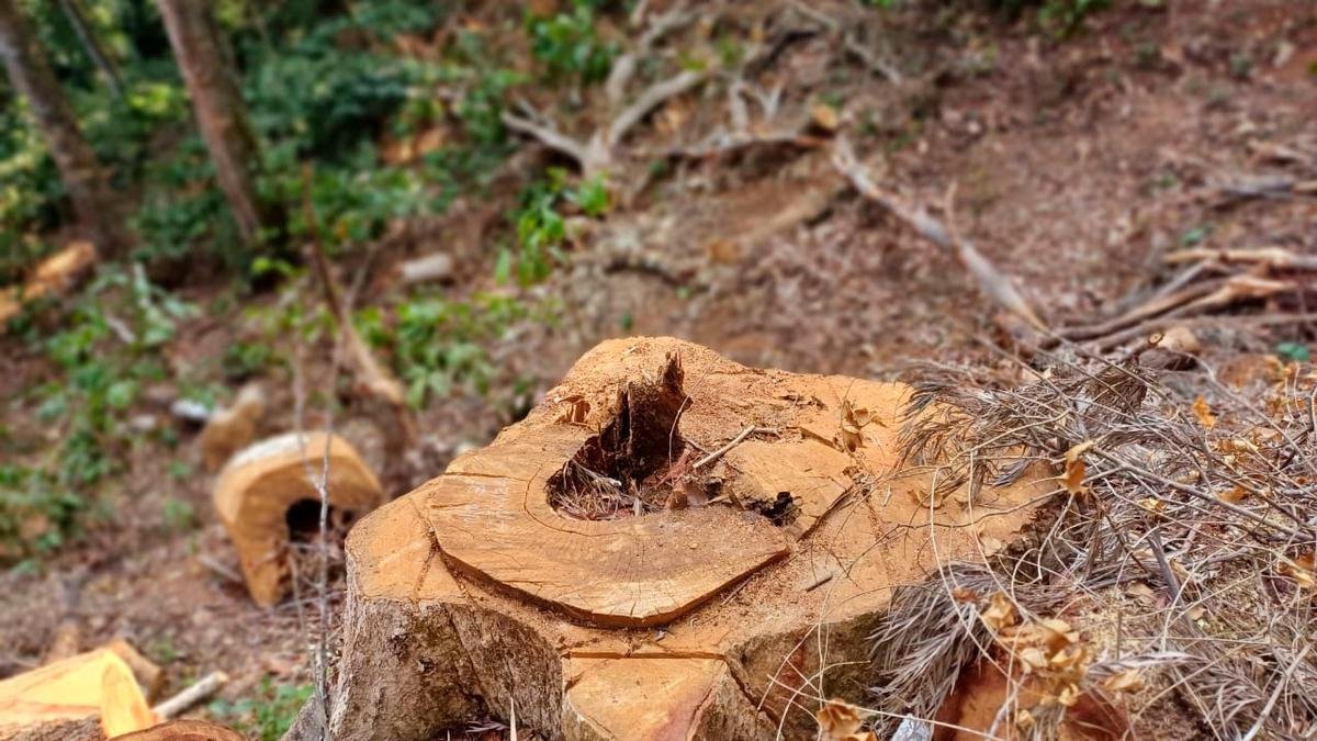 Sugandhagiri tree felling: three arrested