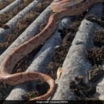 Snake Missing For A Year Gets Dropped On Roof By A Crow