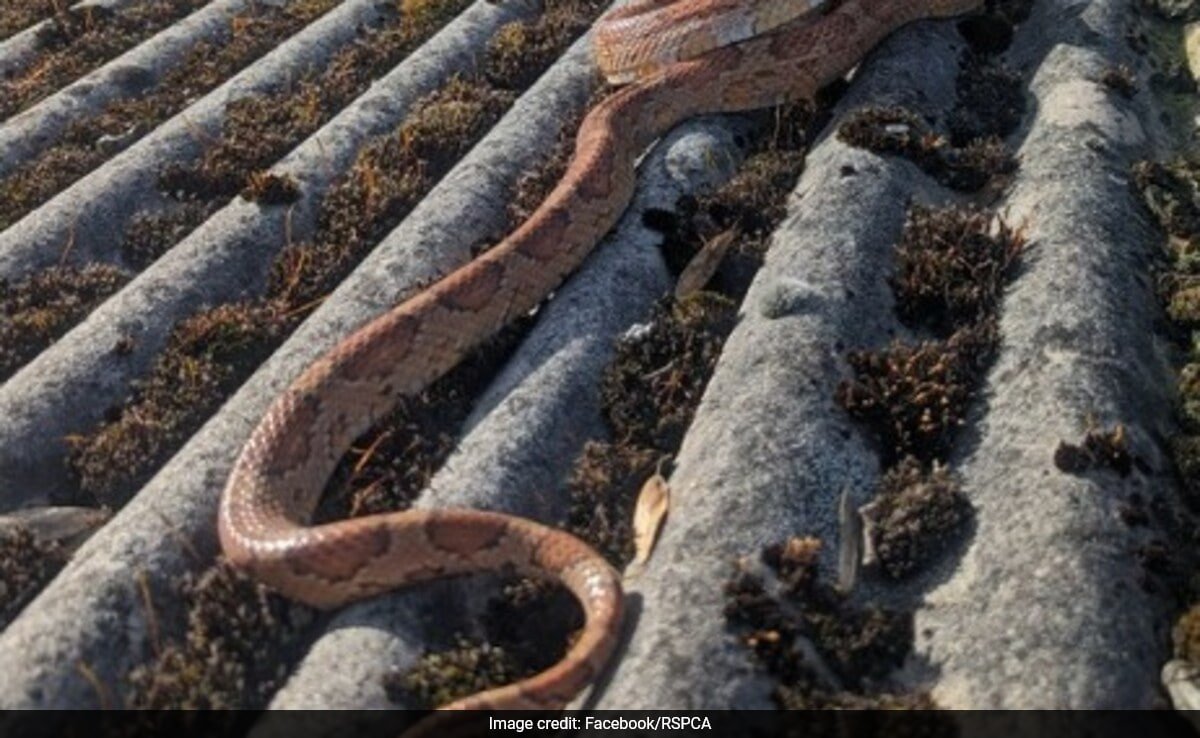 Snake Missing For A Year Gets Dropped On Roof By A Crow