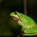 Ultrasonic Distress Call Made By Brazilian Frog Species Documented In New Study