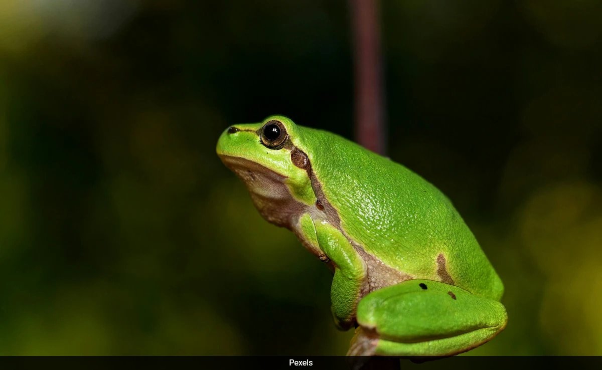 Ultrasonic Distress Call Made By Brazilian Frog Species Documented In New Study