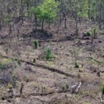 States offer up thousands of hectares of ‘degraded’ forest land for green credits