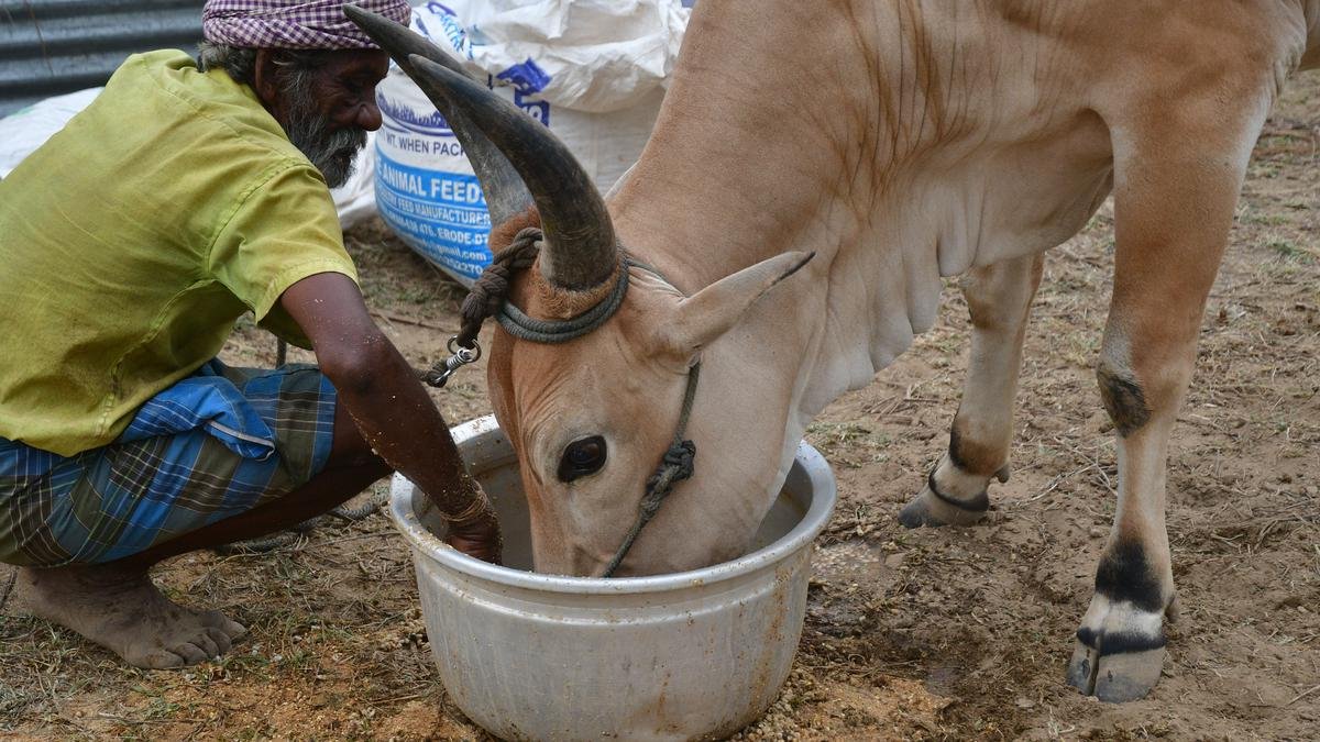 Keep milch animals safe this summer: Aavin to T.N. dairy farmers