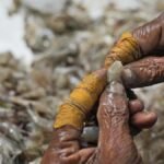 India dismisses allegations of abusive conditions at shrimp farms