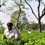 How can small-scale farmers benefit from trees on farms?