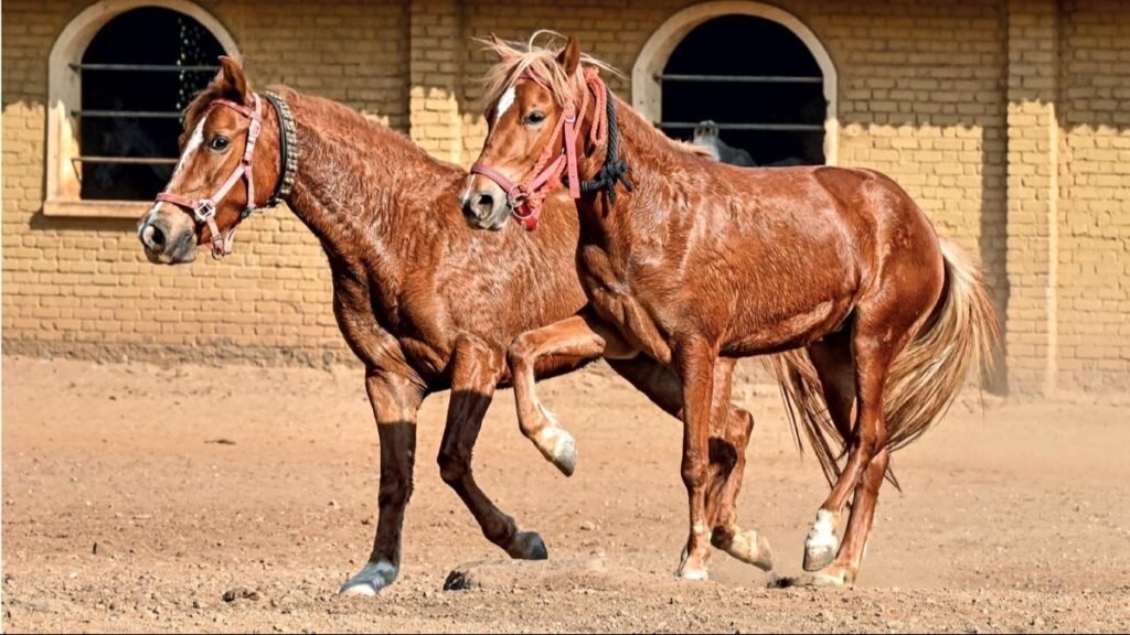 Bhimthadi horse | Return of a native