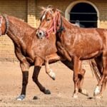 Bhimthadi horse | Return of a native