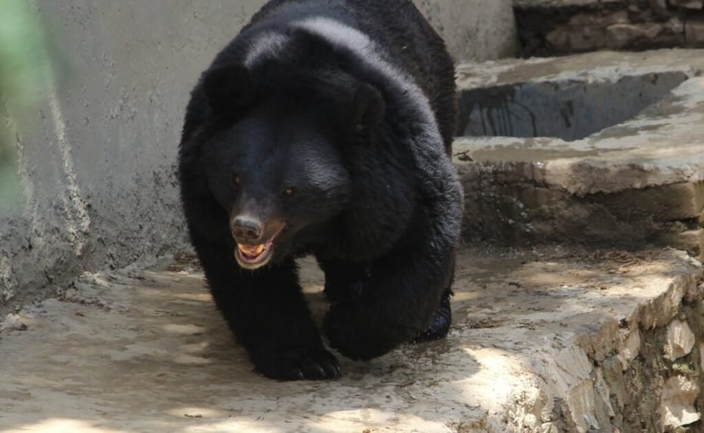 Ice Baths For Bears, Coolers For Chimps To Ward Off Heat In Nandankanan Zoo