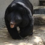 Ice Baths For Bears, Coolers For Chimps To Ward Off Heat In Nandankanan Zoo