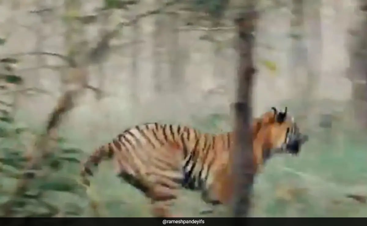 “Real-Life Jungle Book”: Video Of Tiger Chasing Sloth Bear Viral