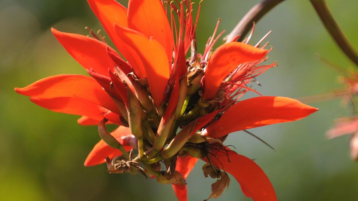 Digital database on Indian flora launched at Bengaluru’s IISc.