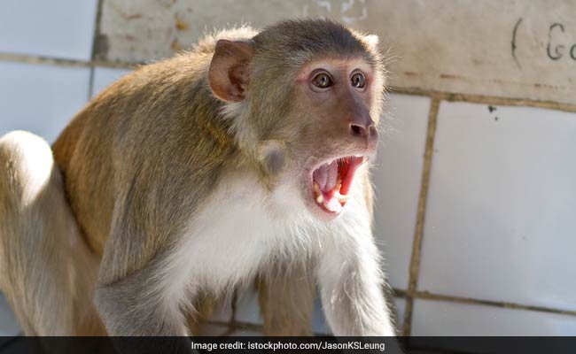 “Alexa, Bark”: How UP Teen Saved Herself, Toddler From Monkey Attack