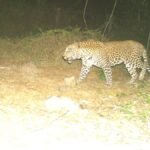 Tamil Nadu Forest Department releases image of leopard caught on camera in Mayiladuthurai