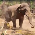 WATCH | Wild tusker captured in Belur taluk of Karnataka’s Hassan district