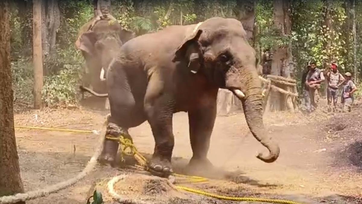 WATCH | Wild tusker captured in Belur taluk of Karnataka’s Hassan district