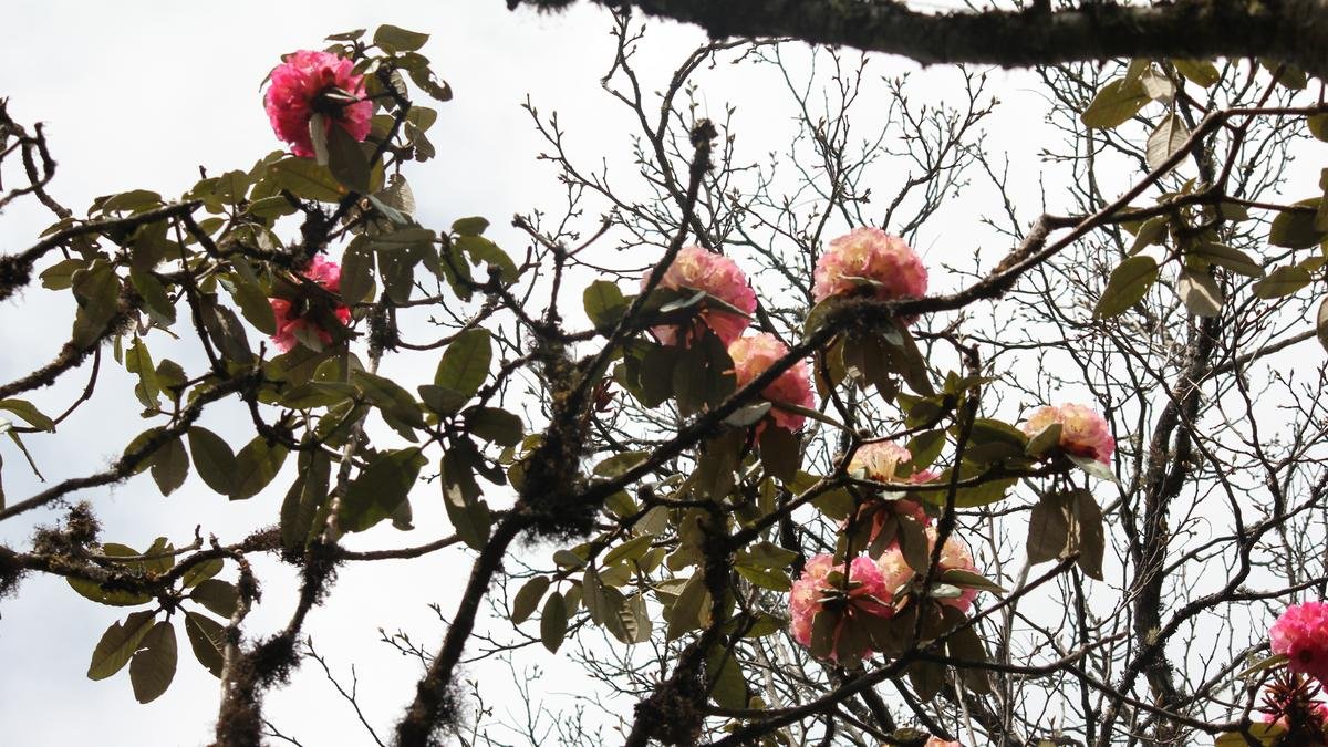 Red flag over rhododendron tree in Nagaland valley