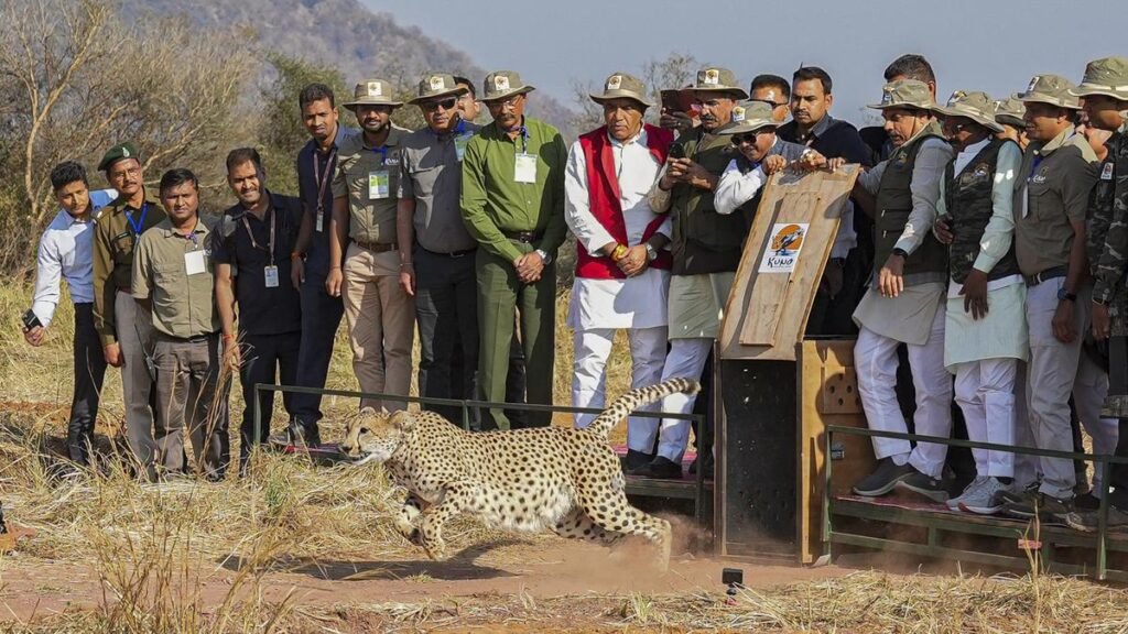 Madhya Pradesh CM releases five more cheetahs into the wild in Kuno