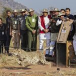 Madhya Pradesh CM releases five more cheetahs into the wild in Kuno