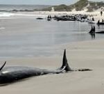 Scores of whales to be euthanised after mass stranding