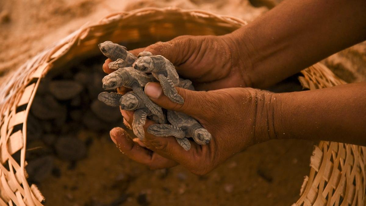 After early setbacks, Olive Ridley turtle nesting in the State sees significant recovery