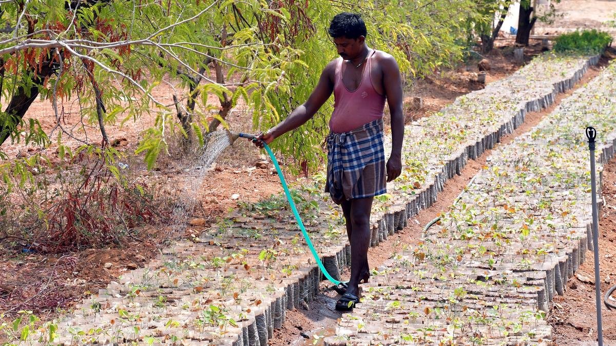 Agriculture Budget: T.N. Agroforestry Policy to encourage growing of commercially valuable trees