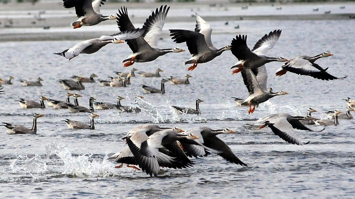 224 species documented in Mysuru belt in 2025 annual bird census