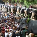 Participation of elephants in festivals part of our culture: Supreme Court