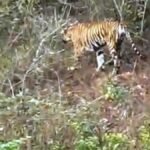 Forest department will dart injured tiger, shift to PTR for treatment