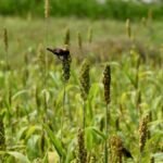 Agriculture Budget: T.N. announces missions to increase oilseeds and millet production