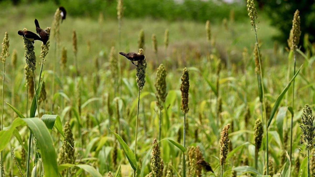 Agriculture Budget: T.N. announces missions to increase oilseeds and millet production