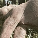 Elephant found dead in Arakalgud in Hassan district of Karnataka