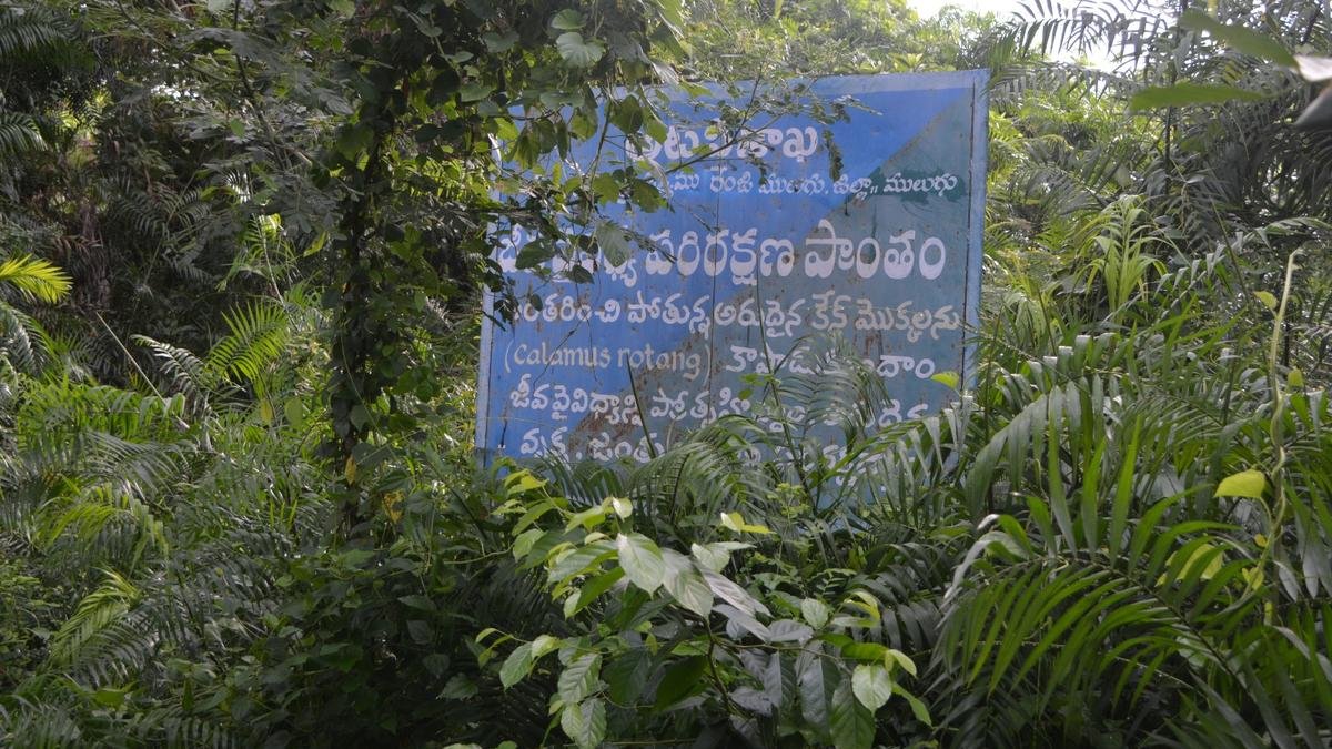 46 acres of Telangana’s last cane forest in Mulugu encroached; only 5 acres remaining