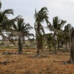 Whitefly disease affected coconut trees on 1.48 lakh hectares in 14 districts of Karnataka