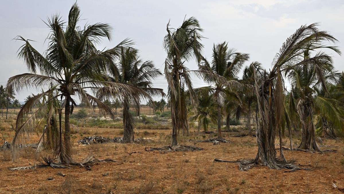 Whitefly disease affected coconut trees on 1.48 lakh hectares in 14 districts of Karnataka