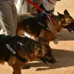 Dog squad to be raised to tackle drug menace in Karnataka prisons