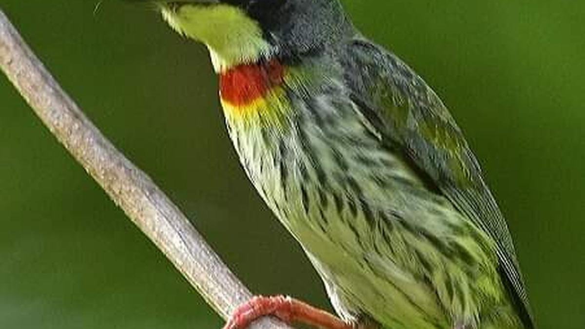 25 teams conduct annual bird census in Pudukottai district