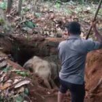 Elephants trigger panic inside Mekkapala forest area