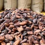 Cocoa farmers staring at a crisis in A.P. as price plummets