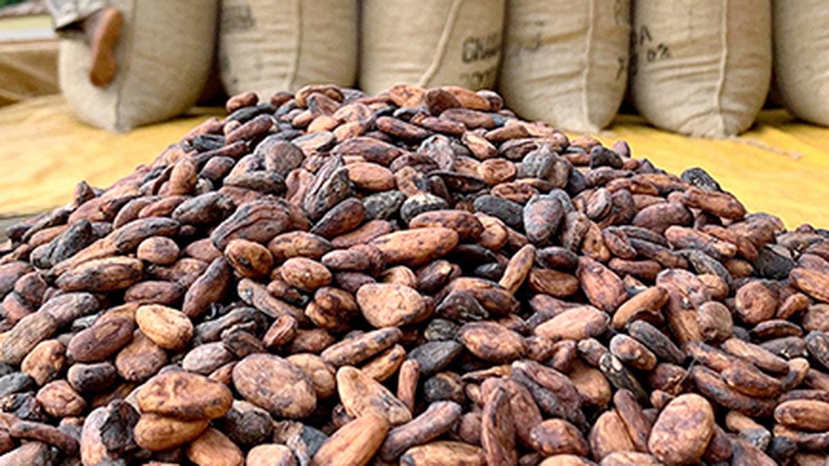 Cocoa farmers staring at a crisis in A.P. as price plummets