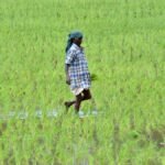 Agriculture Budget: T.N. announces special packages for delta and non-delta districts to increase crop area