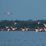 Over 180 bird species spotted during the bird census at Muthupettai, Udhayamarthandapuram