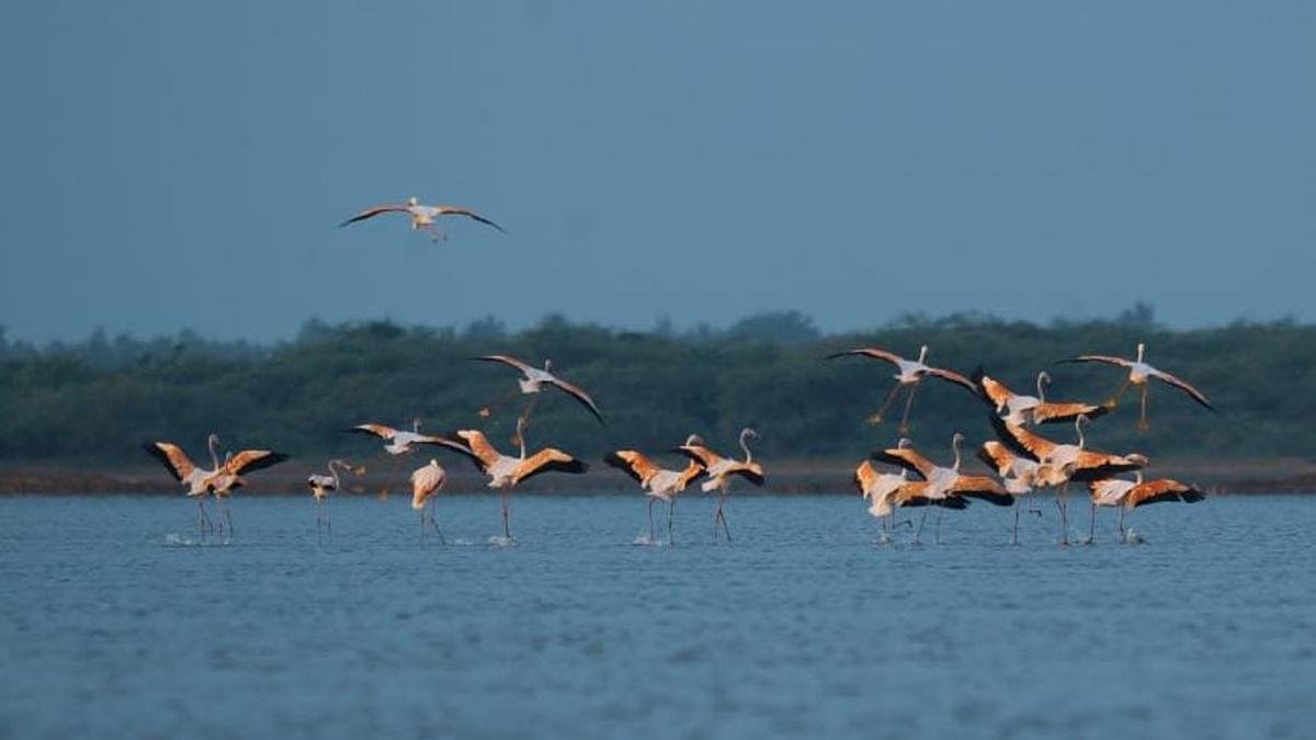 Over 180 bird species spotted during the bird census at Muthupettai, Udhayamarthandapuram