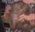 The row over baby wombat grabbed by an influencer… in 60 seconds