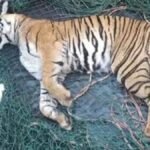 Tiger tranquillised and captured in Kerala’s Idukki dies