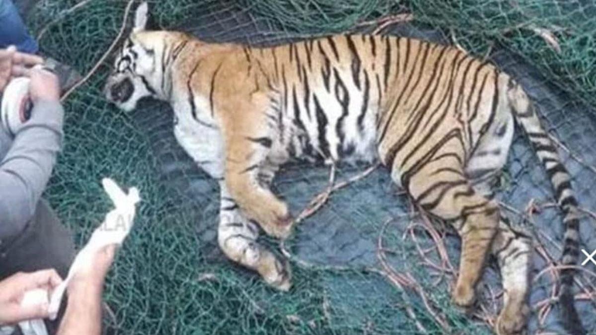 Tiger tranquillised and captured in Kerala’s Idukki dies